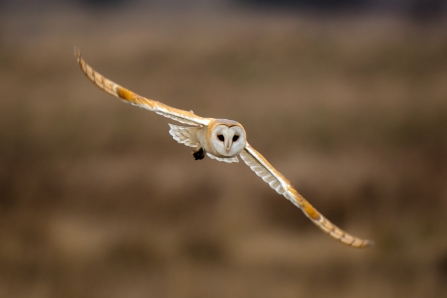 Barn Owl conservation project