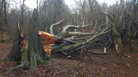 fallen tree 