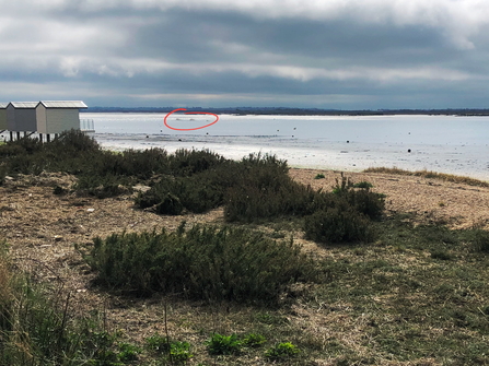 The first sighting of the Blackwater beast (circled in red) seen by the Osea beach huts. 