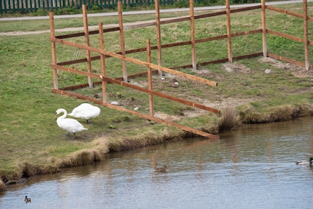 Swan enclosure at Gunners Park