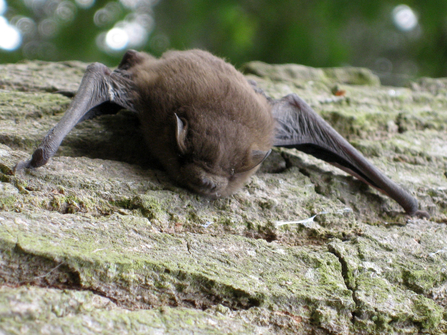 Soprano Pipistrelle Bat