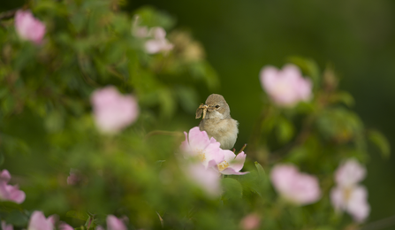A whitethroat perched amongst dog roses in a hedgerow.