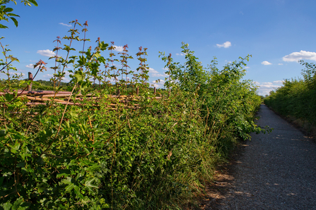 A hedgerow along a path.