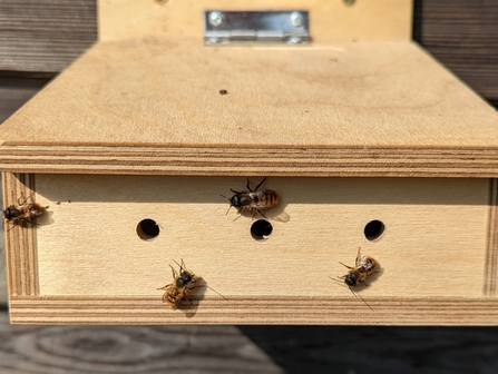 Mason bees enjoying structure
