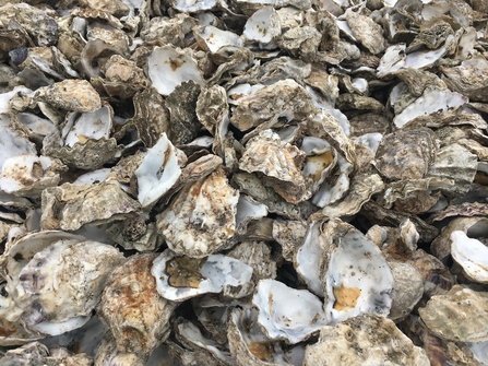 oyster cultch