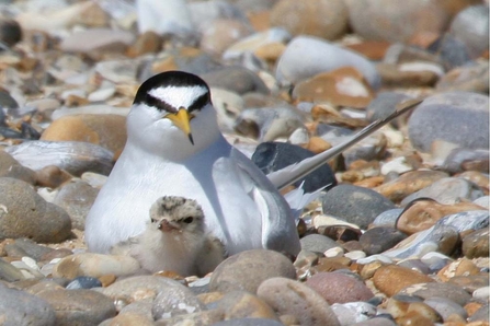 Little tern and chick nesting