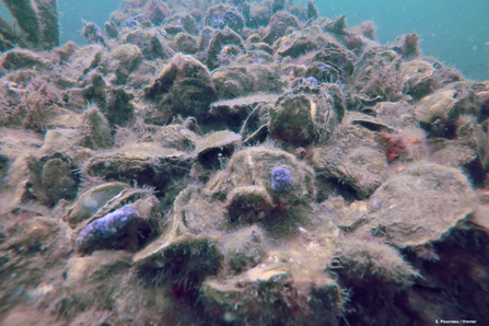 reef of native oysters, in Europe