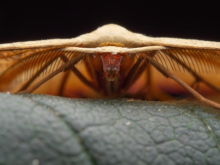 blood veined moth