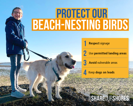 How to help beach-nesting birds steps