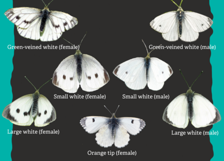 White butterflies