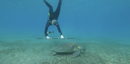 Gemma diving with a turtle.