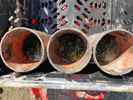 Seagrass in large tubes 
