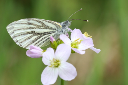 Green-veined white butterfly sits on white flowers