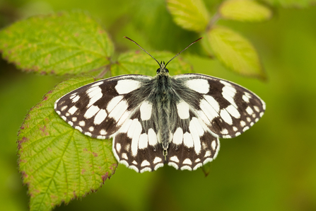 Marbled white butterfly on a leaf
