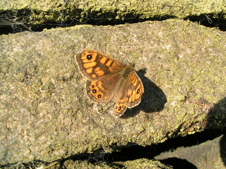 Wall butterfly sits on a stone