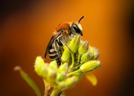Matthew Thomas - Sleeping Plasterer Bee