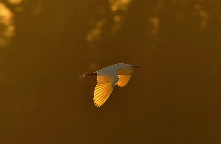 Little Egret - Photo Steve Waterhouse