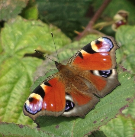 Peacock butterfly with wings open