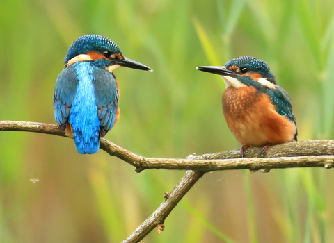 Kingfisher pair Jon Hawkins Surrey Hills Photography