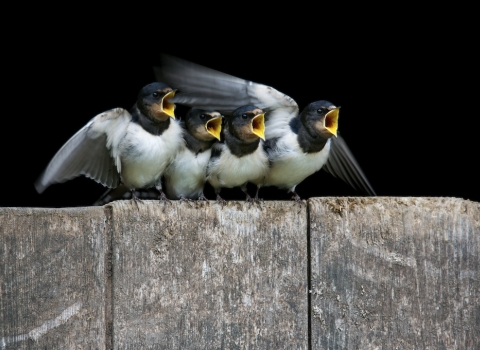 Swallow youngsters