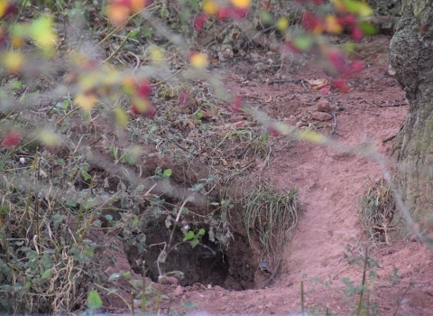 Badger hole red hills Tollesbury