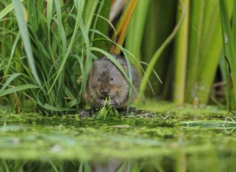 Water Vole Terry Whittaker 2020 Vision