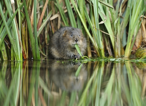 Water Vole eating Terry Whittaker 2020 Vision