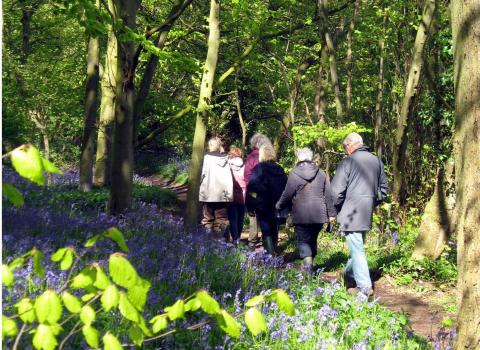 Bluebell walk at Chalkney Wood