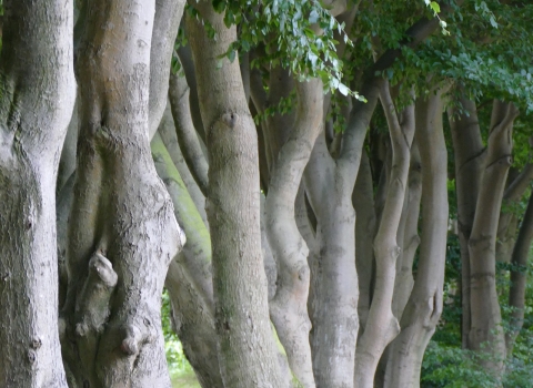 Hornbeam