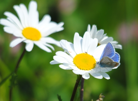 Common blue butterfly on oxeye daisy - Amy Lewis
