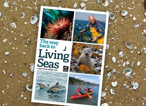 Living Seas Report