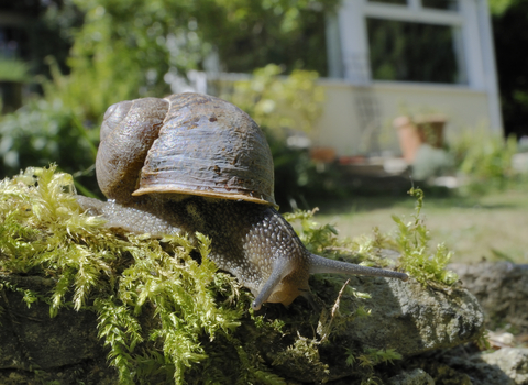 Garden snail - Wildlnet / Nick Upton