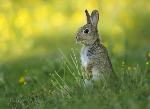 Rabbit - Jon Hawkins Surrey Hills Photography