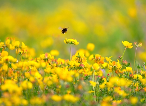 Wildflowers & Bee