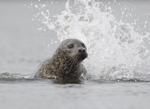 Common seal in surf - Photo: Peter Cairns/2020VISION