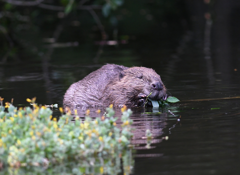 beaver eating in river 