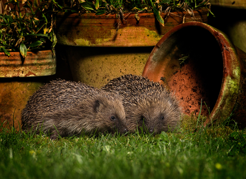 Two hedgehogs in a garden.