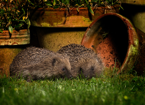 Hedgehogs - Photo John Hawkins