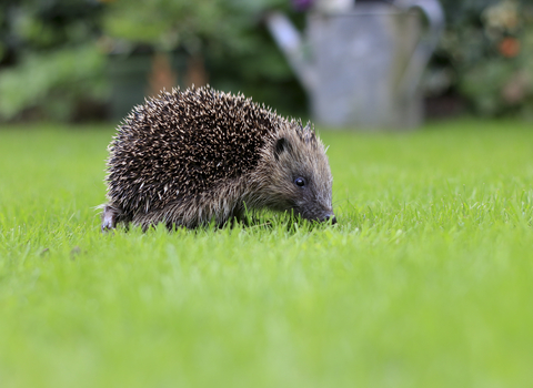 Hedgehog - Photo: Tom Marshall