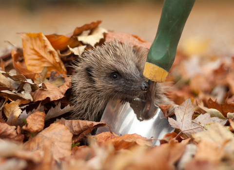 Hedgehogs - Photo: Tom Marshall