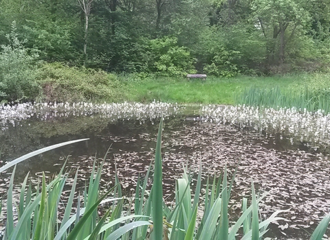 Pecks Pond in Marks Hill