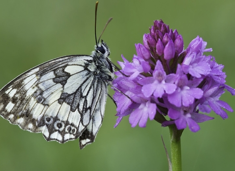 marbled white butterfly on flower