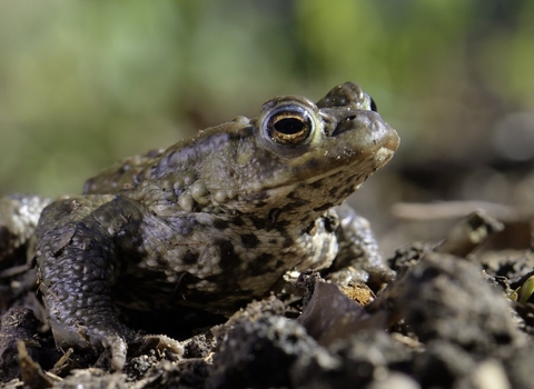 Common toad (Bufo bufo) in a garden flowerbed