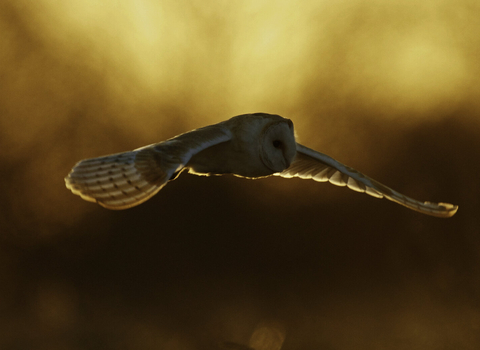 Barn owl - Russell Savory