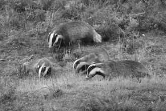 Badger webcam at Fingringhoe