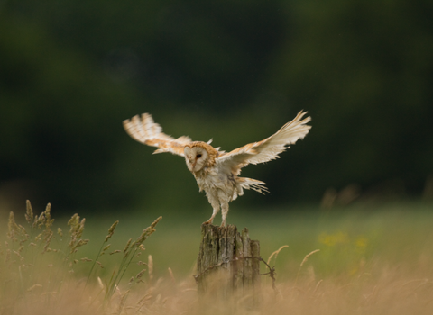 Barn Owl - Photo: Russell Savory