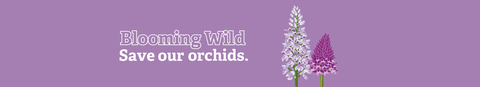 Orchid Blooming Wild appeal banner
