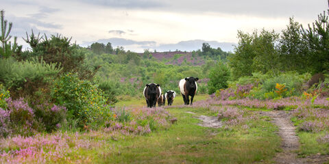 Cows grazing on a nature reserve. 