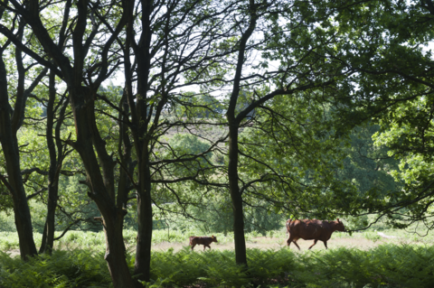 A cow and calf walking in a field behind trees 