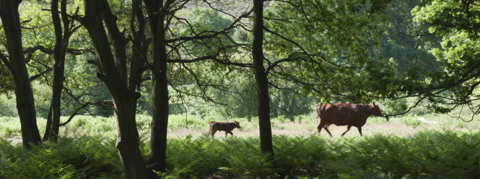 A cow and calf walking in a field behind trees 